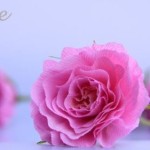 rose1