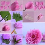 rose3