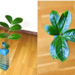 Colorful-Bottle-Vase-All-0-6