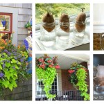 How to Grow Sweet Potato Vines f