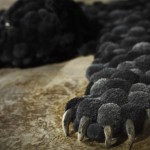 Pompons-decoration-44