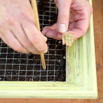 Succulent-Picture-Frame-7