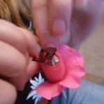 chocolate-bug-6