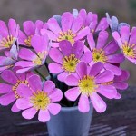 egg-carton-flower-1
