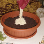 fairy-mini-garden-00-04