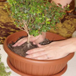 fairy-mini-garden-00-05