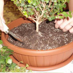 fairy-mini-garden-00-06