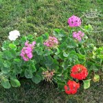 log-planter4