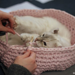 Crochet-Cat-Cave-2