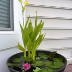 diy-containers-garden-pond-2