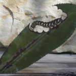 extraordinary-leaf-artwork-by-lorenzo-duran-2
