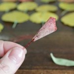 diy-roses-from-autumn-leaves-06