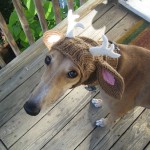 deer with little antlers hat