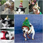 pet hat
