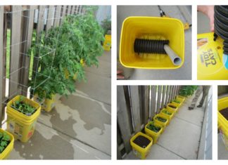 DIY Self-Watering Container Garden