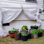 Fold-Down-Greenhouse
