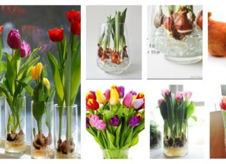 How to grow tulip bulbs in a vase