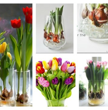 How to grow tulip bulbs in a vase