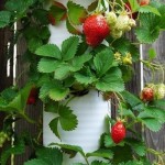Strawberry-Planter-Tower