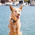 Whistle GPS Pet Tracker