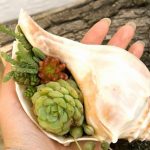 Sea shell Succulent Design Idea