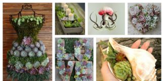 25 Indoor Succulent DIY Project Ideas