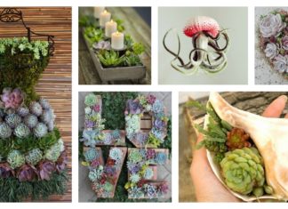 25 Indoor Succulent DIY Project Ideas