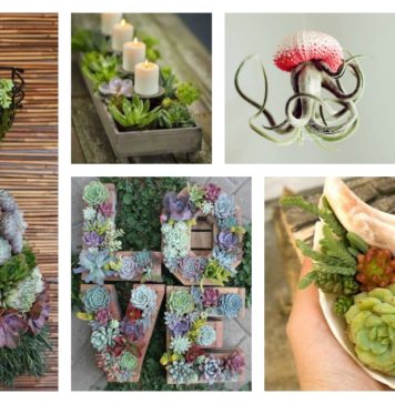 25 Indoor Succulent DIY Project Ideas