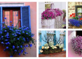 8 Beautiful Window Box Planter Ideas