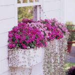 Combined up growing with hanging plants window box