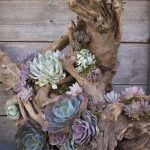 Driftwood succulents Planter