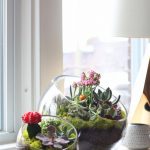Mini Succulent garden in glass bowl