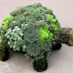 succulent-garden-ideas-10