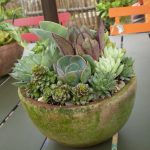 succulent-garden-ideas-13
