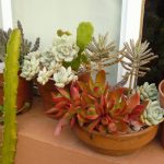 succulent-garden-ideas-27-500×500