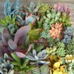 succulent-garden-ideas-28-500×407