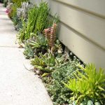 succulent-garden-ideas-31