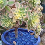 succulent-garden-ideas-8