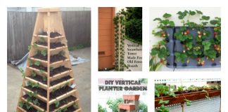 grow vertical strawberry garden