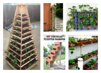 grow vertical strawberry garden