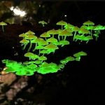 magical mushroom