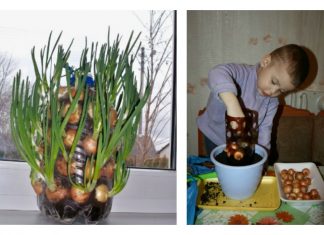 DIY Vertical Onion Tower Planter out of Plastic Bottle