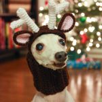 Crocheted Reindeer Dog Headdress Free pattern