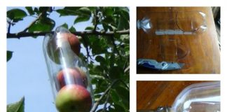 DIY Soda Bottle Apple Picker