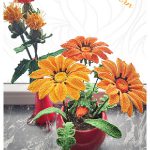 African Daisy Gazania Free Crochet Pattern
