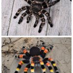 Spider Amigurumi Crochet Patterns
